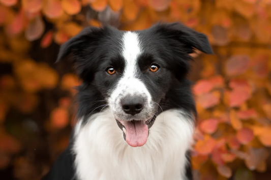 Thanksgiving Tribute by Bondwithpet