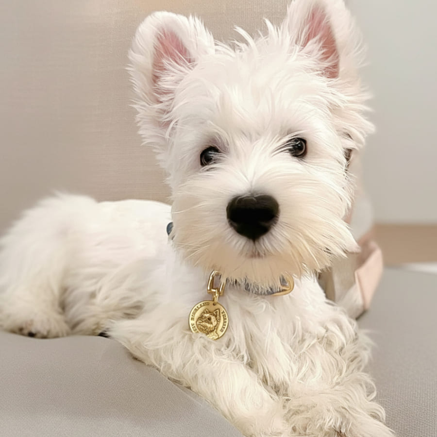 Custom Pet Relief Necklace | Buy 1 Get 5