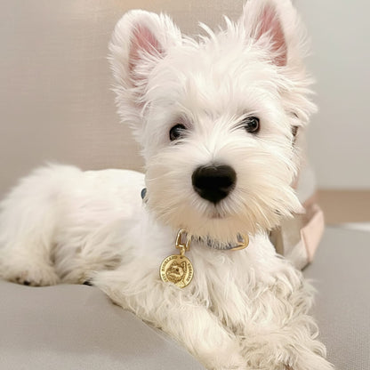 Custom Pet Relief Necklace | Buy 1 Get 5