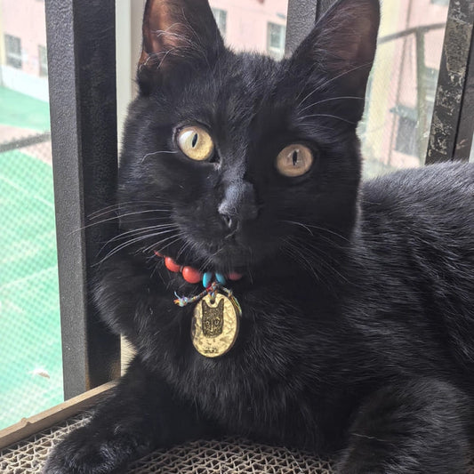 Custom Pet ID Tags | Buy 1 Get 2