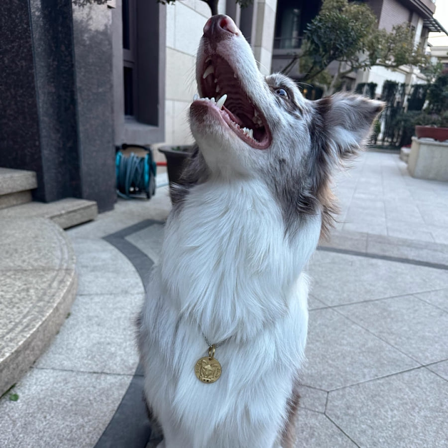 Custom Pet Relief Necklace | Buy 1 Get 5