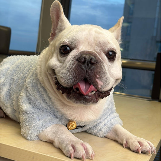 Custom Pet Portrait Necklace | Buy 1 Get 5